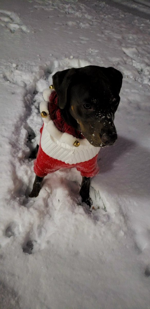 DelCoco911 tweet media