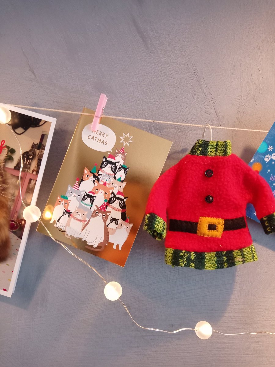 Mia Panfur 😺 tweet media