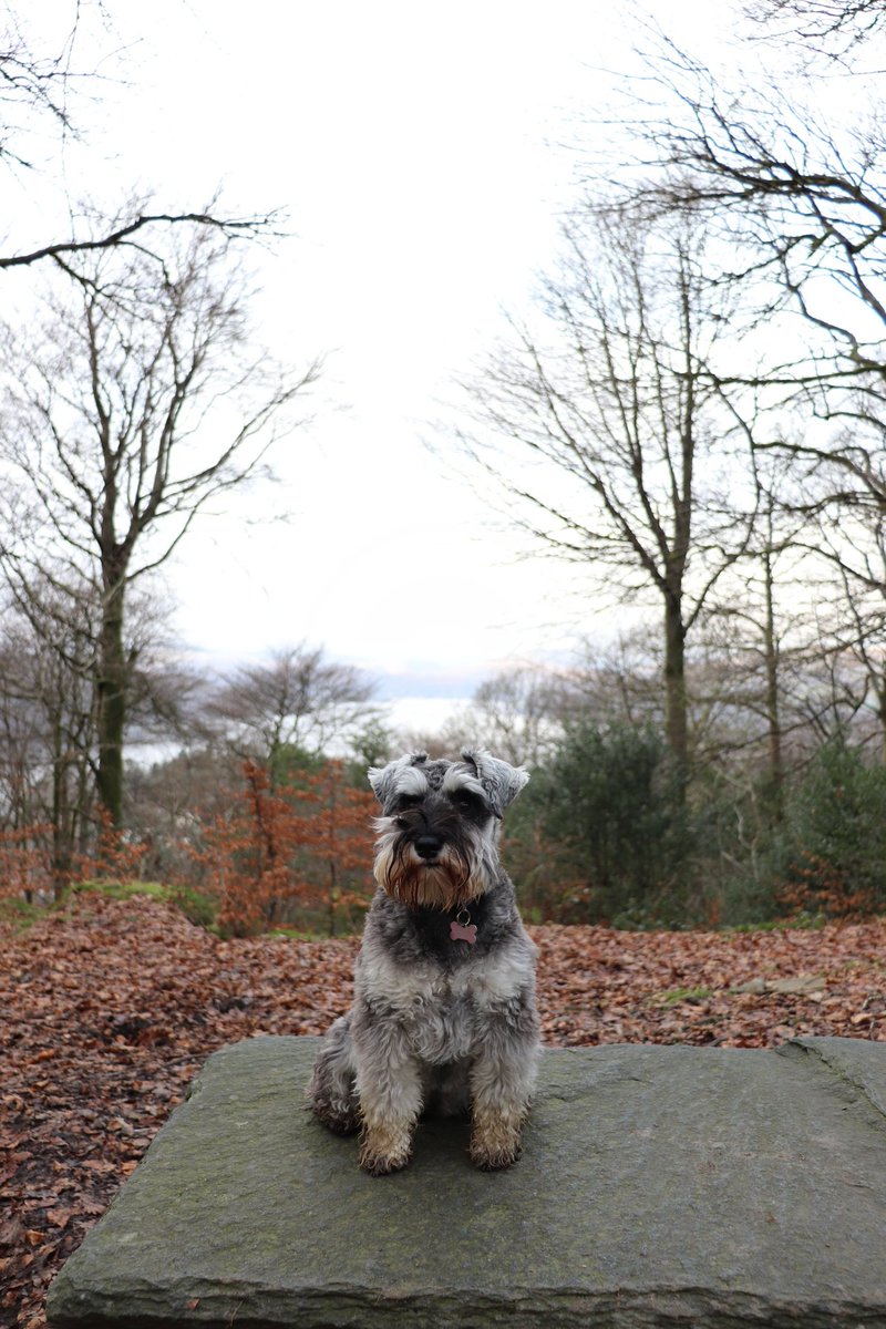 Feeling lucky to be in my happy place. Happy Christmas all. #HAPPYCHRISTMAS #DogsofTwittter #SchnauzerGang