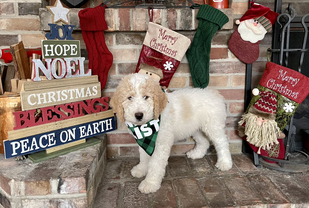 HLN2's tweet photo. From our home to yours, Bella and I wish you a very Merry Christmas!  With 2020 almost in the tail lights, much to be grateful for, and brighter days ahead! @Arabellabfff #10weeksold #firstChristmas #onethenicelist #naughtyornice #grandmawmwillspoilher https://t.co/fCfi9W1cOm