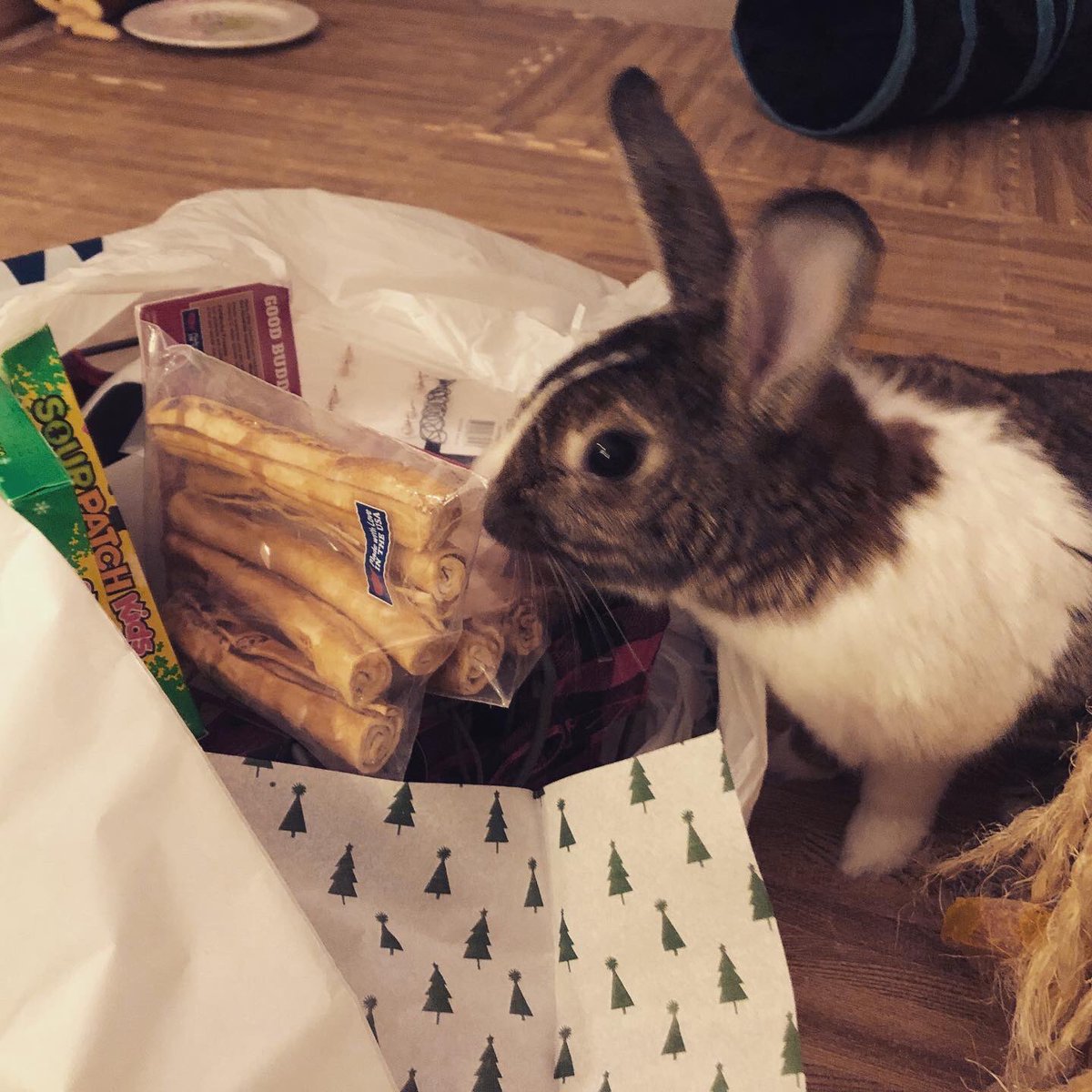 bunnytreehouse's tweet photo. Merry Christmas! -from Santa Bun, Thumper 🎄🎄🐰🐰#houserabbits #Christmas2020 https://t.co/vJnacyUg0d