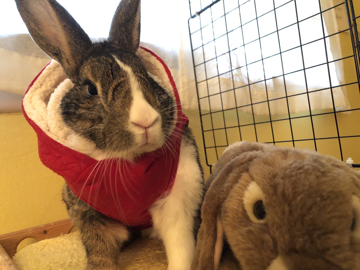 bunnytreehouse's tweet photo. Merry Christmas! -from Santa Bun, Thumper 🎄🎄🐰🐰#houserabbits #Christmas2020 https://t.co/vJnacyUg0d