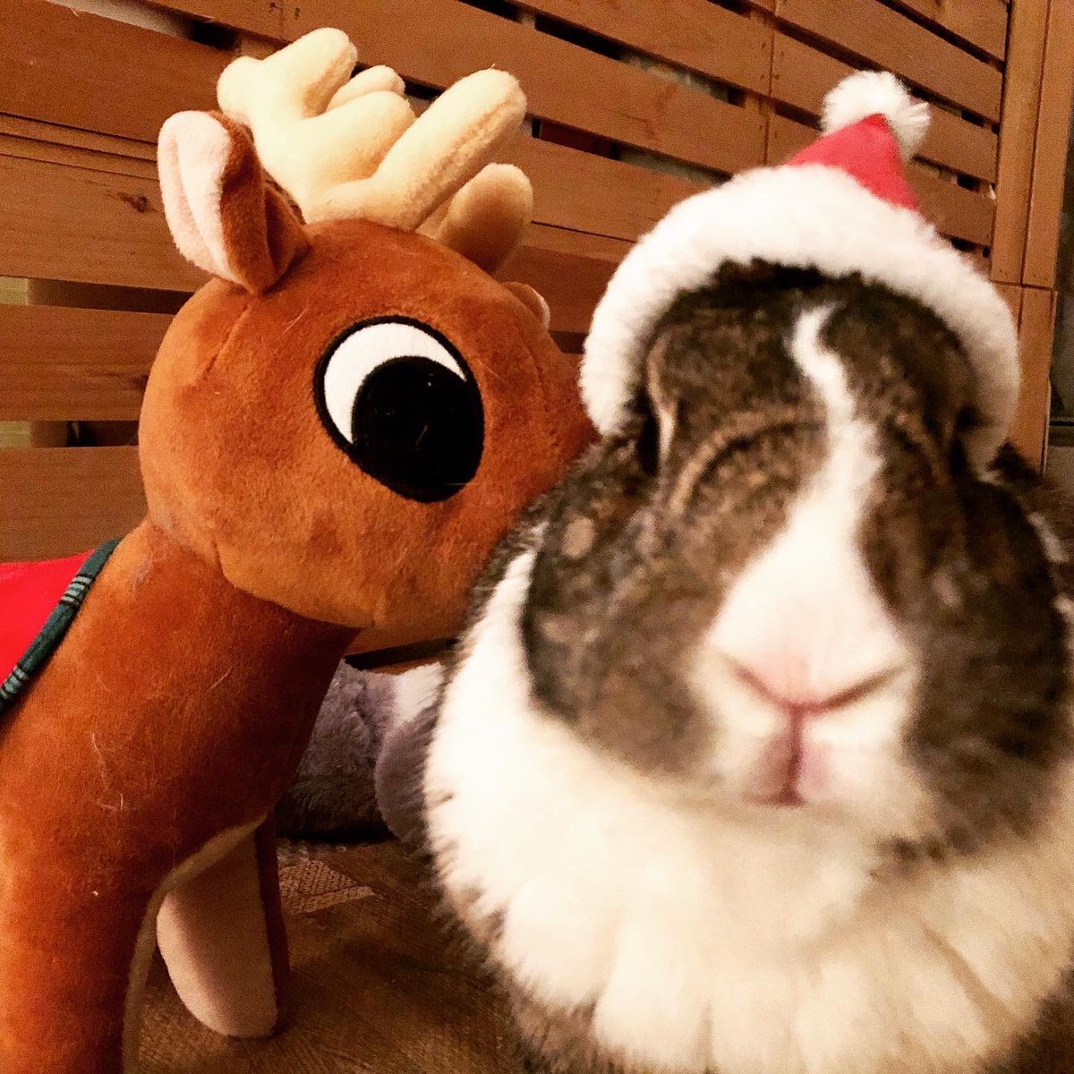 bunnytreehouse's tweet photo. Merry Christmas! -from Santa Bun, Thumper 🎄🎄🐰🐰#houserabbits #Christmas2020 https://t.co/vJnacyUg0d