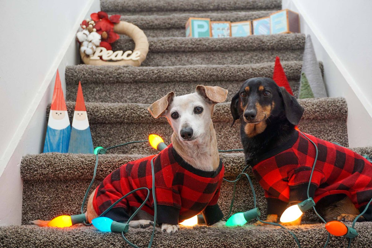 traitify's tweet photo. This is Tiny and Burly
Some say Scott Tremper rescued them. Most know they rescued Scott. These miniature dachshunds always looker dapper in their annual family photo (their lower openness enjoys the tradition).
#traitify #petswithpersonality https://t.co/dluECfDE5t