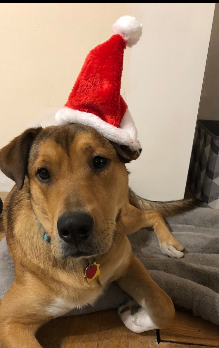 JFBellGroup's tweet photo. Merry Christmas Everyone! 
#merrychristmas #shedidntlikethehat #santahatsarescary https://t.co/ZZWZPBhKix