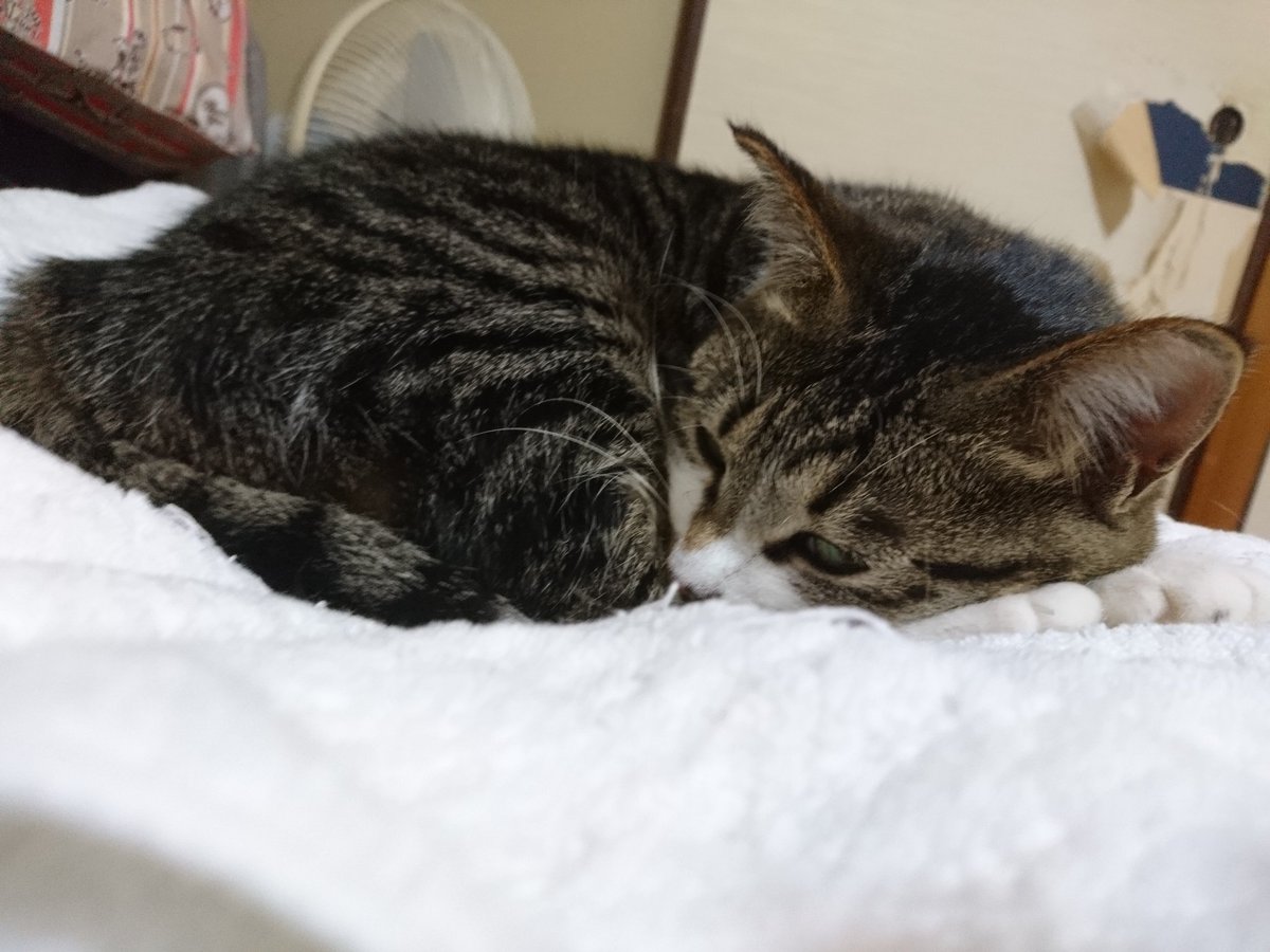 あおい 空 V Twitter オウムから見たことがあることに気づきました 勇気をもらった夜になりました 頑張って生きるぞー 風の谷のナウシカ スタジオジブリ 寝ているルイとマナ いつも情けない不甲斐ない飼い主でごめんね だけど君たちを愛してる あおい 空 V Twitter オウムから見たことがあることに気づきました 勇気をもらった夜になりました 頑張って生きるぞー 風の谷のナウシカ スタジオジブリ 寝ているルイとマナ いつも情けない不甲斐ない飼い主でごめんね だけど君たちを愛してる