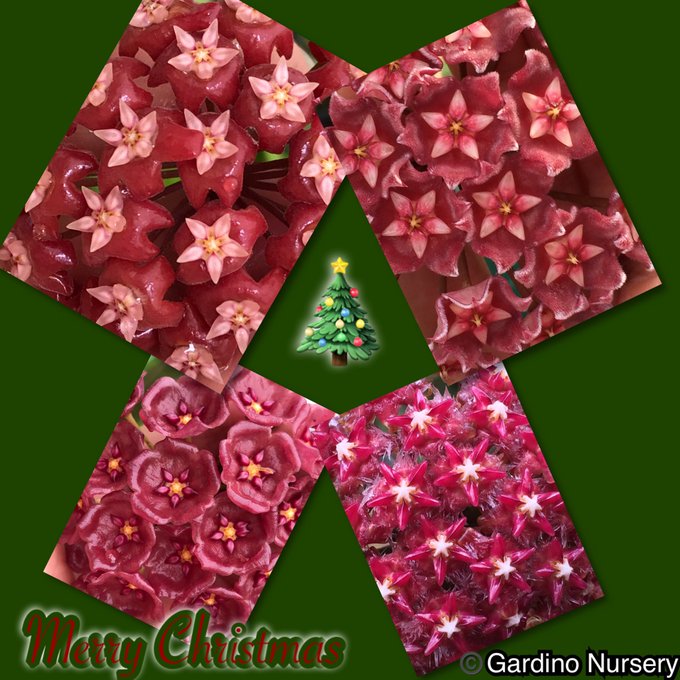 Watch Hoya Plants's leaked NSFW photo on TwXstars