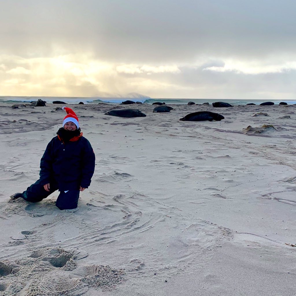 Merry Christmas from the Grey Seal colony on Sable Island 🎄🌊