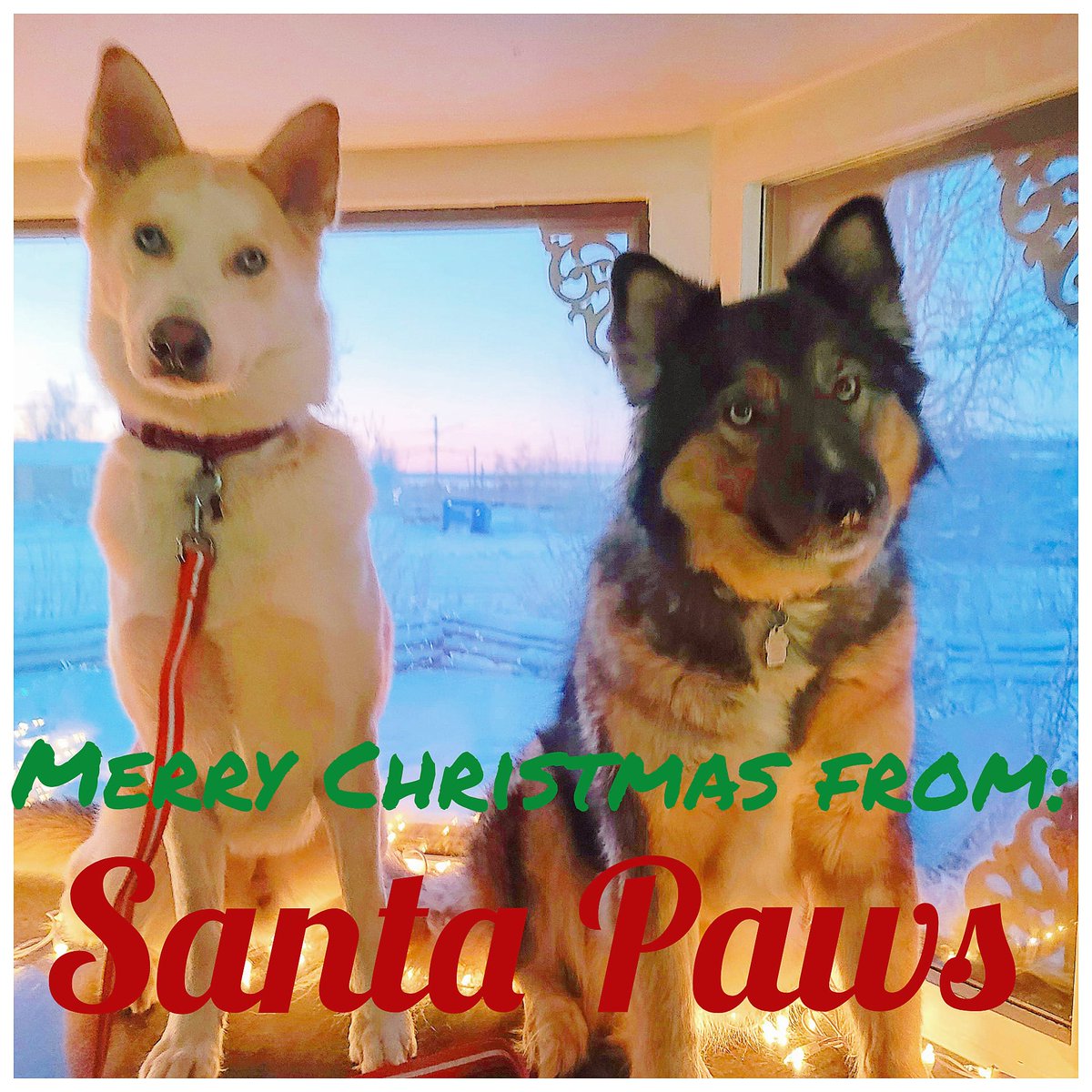 Merry Christmas 🎅 🎄 from Santa Paws 🐾 200km North of the Arctic Circle.
#Inuvik #TrulyArctic #SpectacularNWT