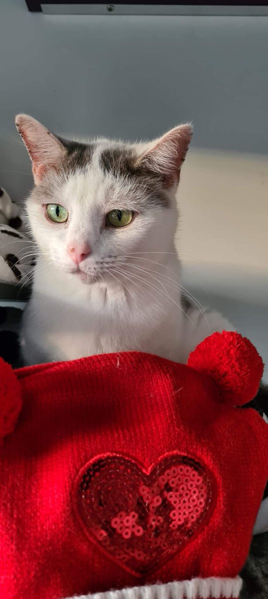 FBB / La vie de nos 3 refuges et des animaux 🏡 tweet media