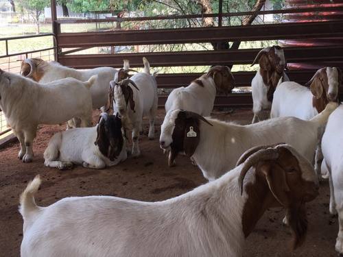agribusinesszw's tweet image. How to start a profitable goat farming business
facebook.com/14620489872547…