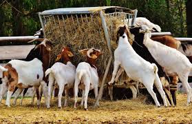 agribusinesszw's tweet image. How to start a profitable goat farming business
facebook.com/14620489872547…