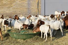 agribusinesszw's tweet image. How to start a profitable goat farming business
facebook.com/14620489872547…