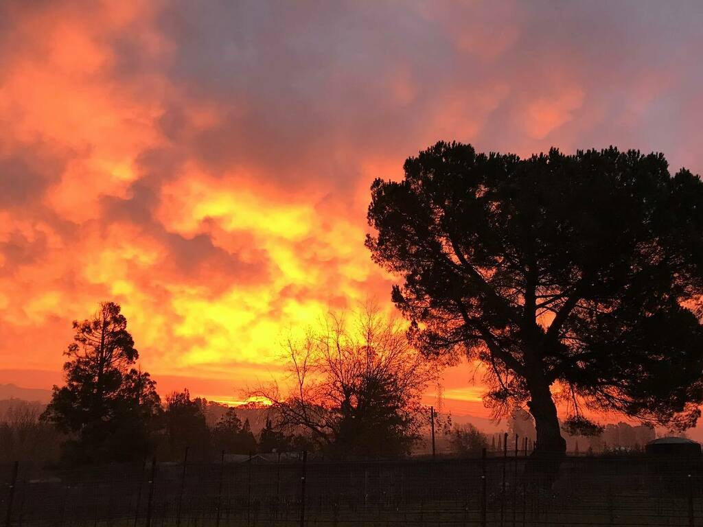 LisaPBMW's tweet image. Glorious #christmasday sunrise over #napavalley . Happy Holidays to all!
#christmassunrise #carneros #unfiltered instagr.am/p/CJOd0x1Lr-D/