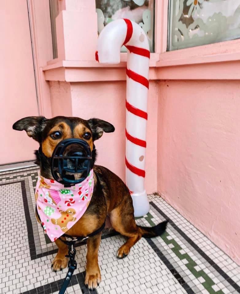 OakiesDesigns's tweet photo. Poppy taking a stroll through Candy Cane lane in Chicago 🍭 https://t.co/cHEvmh25xC