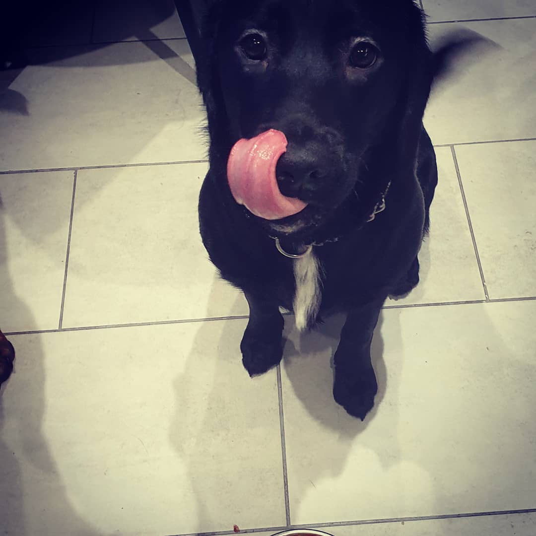 AdrianHefferna2's tweet image. Bundee loved his 1st Christmas Dinner so much he smiled in the hope of more.. 🤣🤣