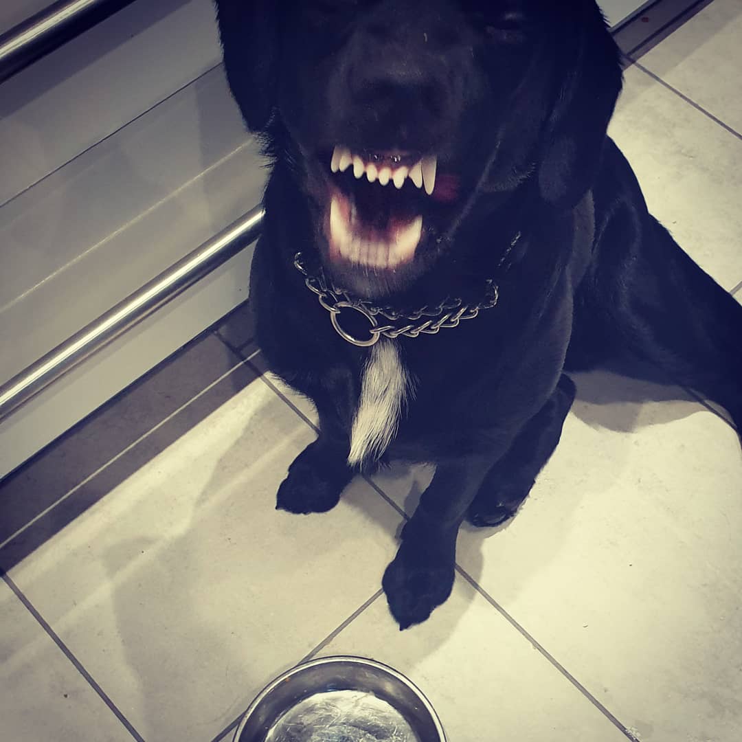 AdrianHefferna2's tweet image. Bundee loved his 1st Christmas Dinner so much he smiled in the hope of more.. 🤣🤣