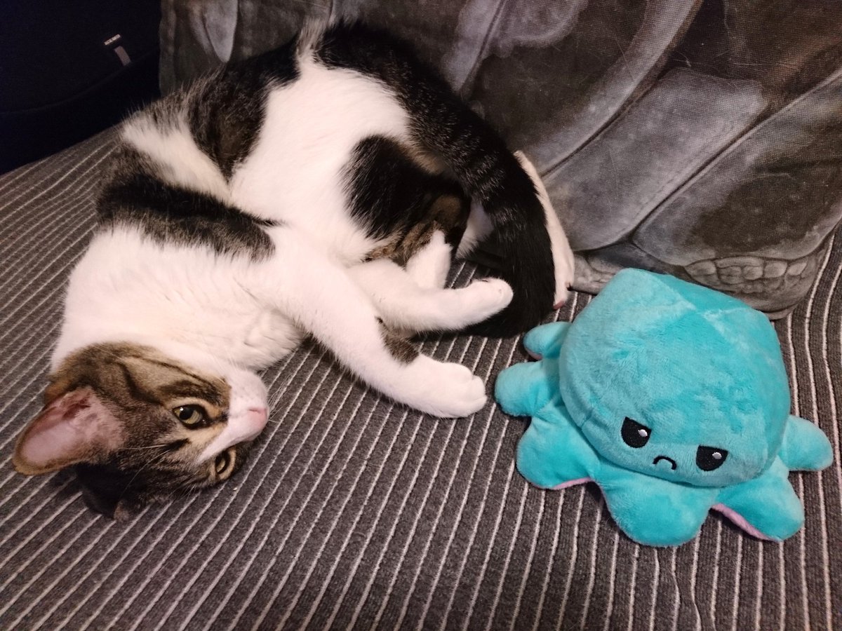Diana_Diix's tweet photo. Mi gato Felix con el peluche del pulpo 🐙 reversible. #mycat #migato #felix #peluche #pulporeversible #fotosgraciosas #regalonavidad https://t.co/ju7n6cdH62