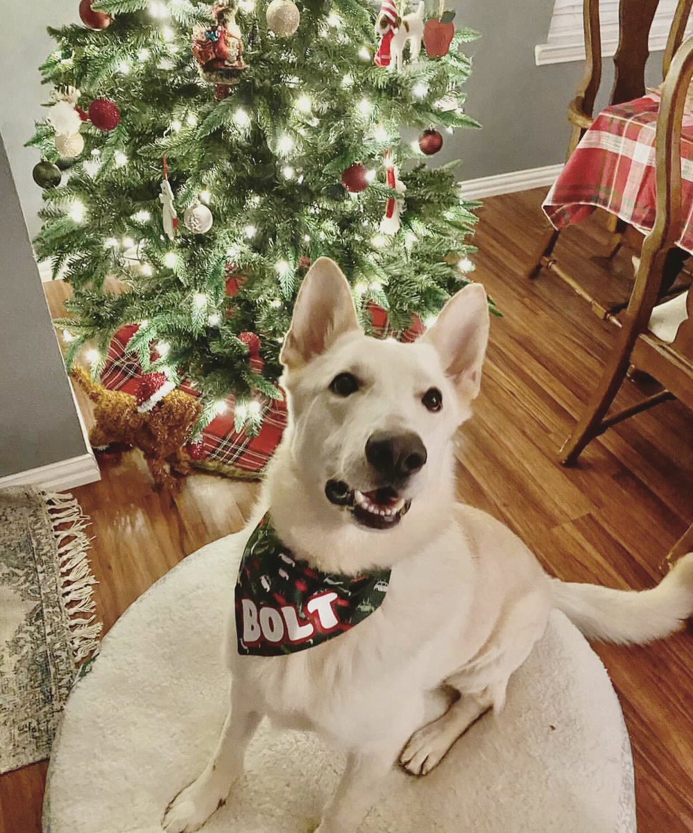 OakiesDesigns's tweet photo. BOLT! Bolt was being fostered by someone on our team but got the best Christmas present ever and found his HOME! Thanks to @DallasPetsAlive https://t.co/LAo03v0nNQ