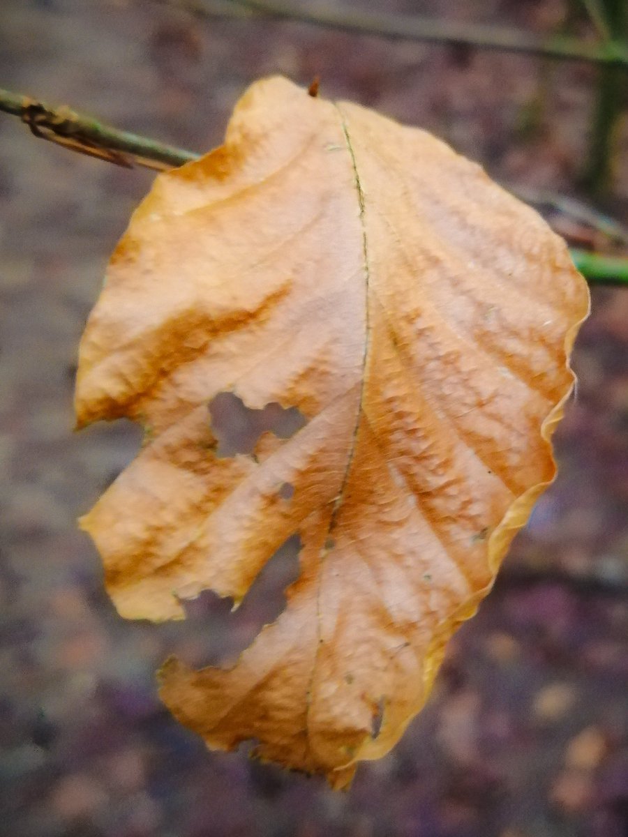 In solchen Zeiten lächelt einen sogar die Natur an. Augen auf 😜
#COVID19
#TwitchDE
#YouTube