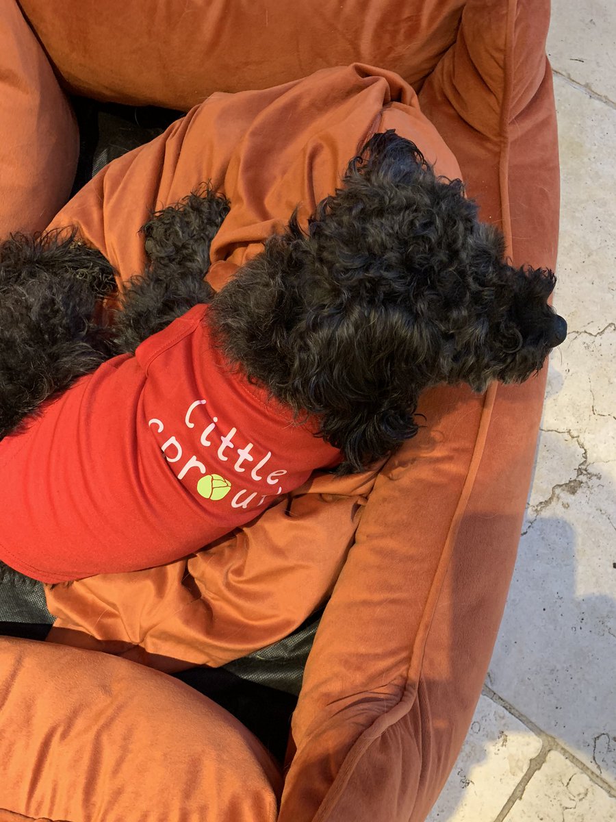 NoodleTheNaughtySchnoodle tweet media