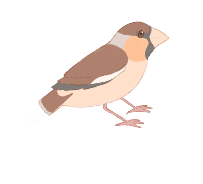 鳥のイラスト図鑑のtwitterイラスト検索結果 古い順