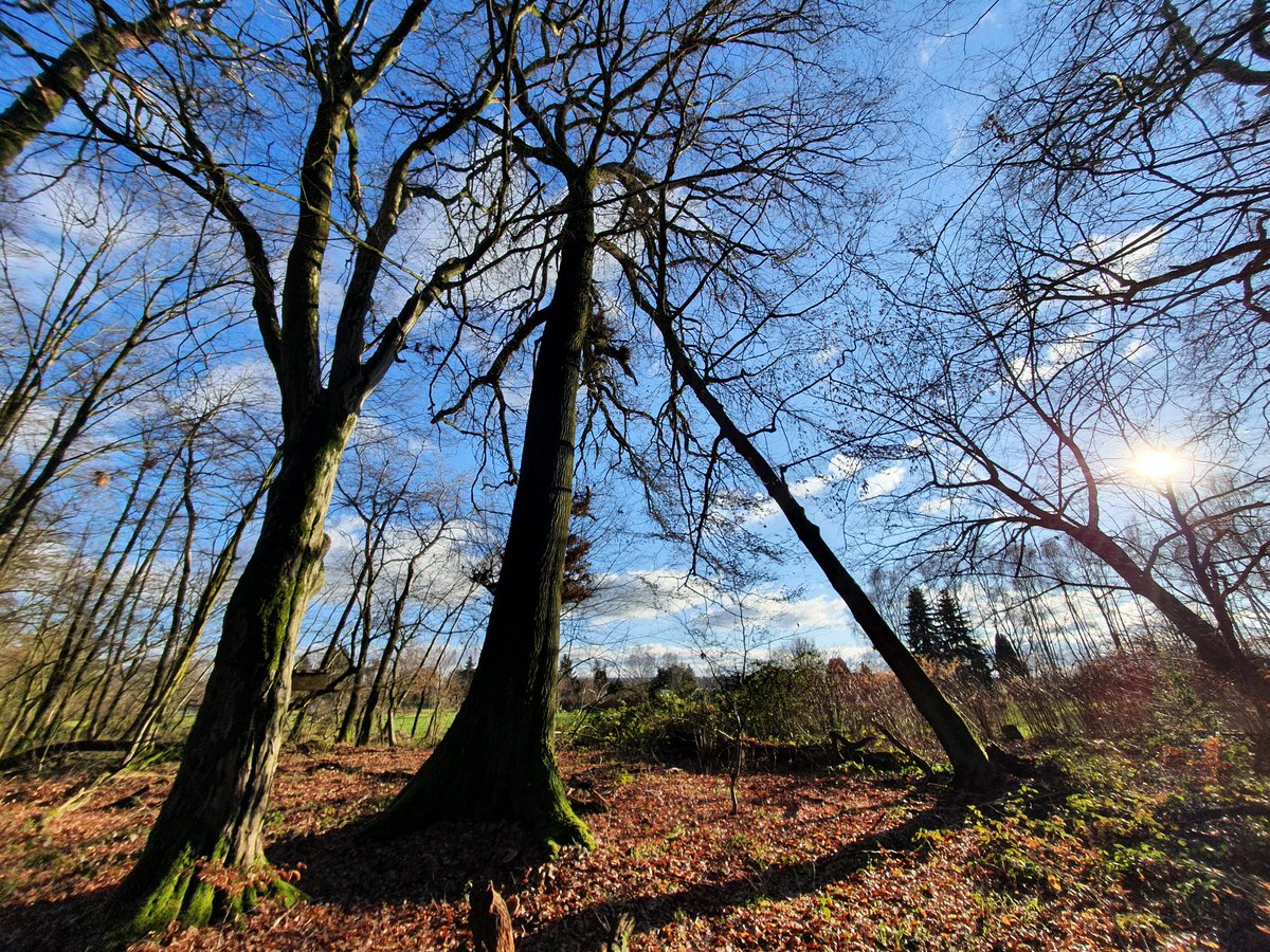 Wilde Weihnachtsgrüße aus dem Wald.