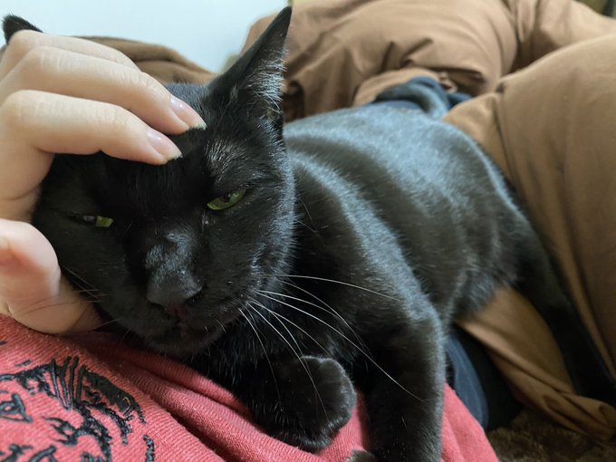 私の上に乗っかって甘えてきてる時「守らなきゃ…この命…」ってなります 