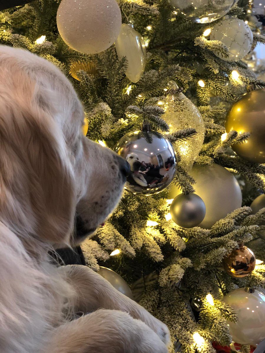 TeamRetriever tweet media