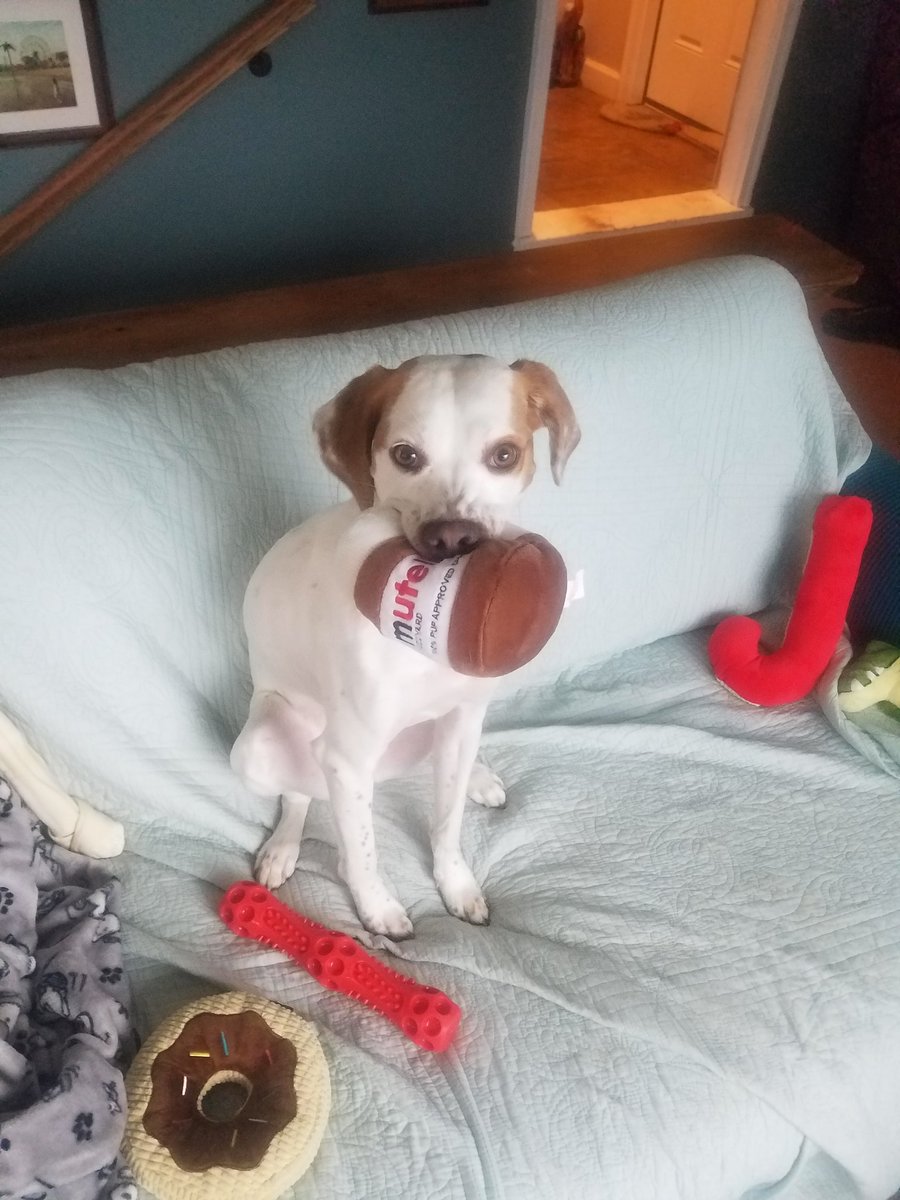 ferris316's tweet photo. Merry Christmas to all the doggos 
#Mutella
#Lucky https://t.co/4IMhOEpI4b
