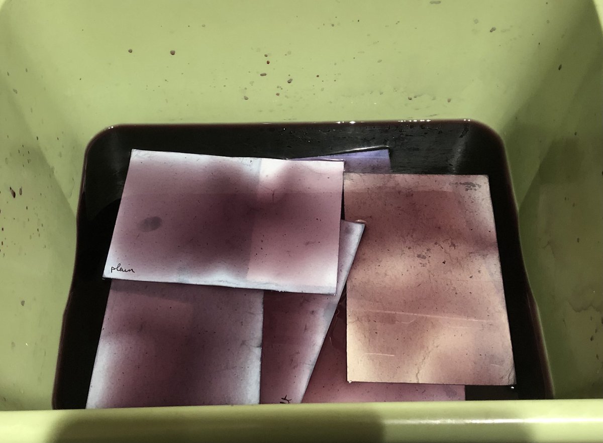 First dye: elderberries. The papers get an overnight soak, are dried, then dyed again to see if it intensifies the colours (paper doesn’t behave like cloth). The clothlets bathe in a more concentrated dye and will be dried and re-soaked till they appear saturated.