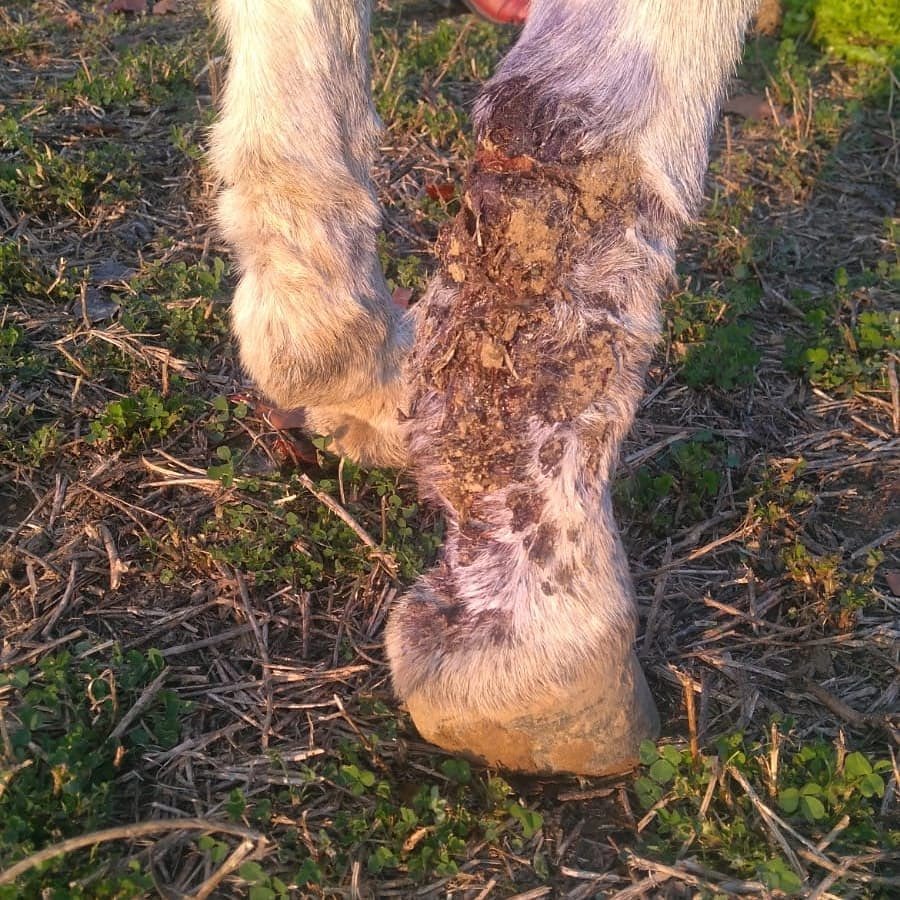 Bu zavallı eşeği ayağından bir ağaca bağlayıp gitmişler. İp bacağını öyle kesmiş ki üstüne basamıyor. Üstelik de gebe muhtemelen.

Yardımcı olabilecekler için iletişim 05423649188 AYDIN