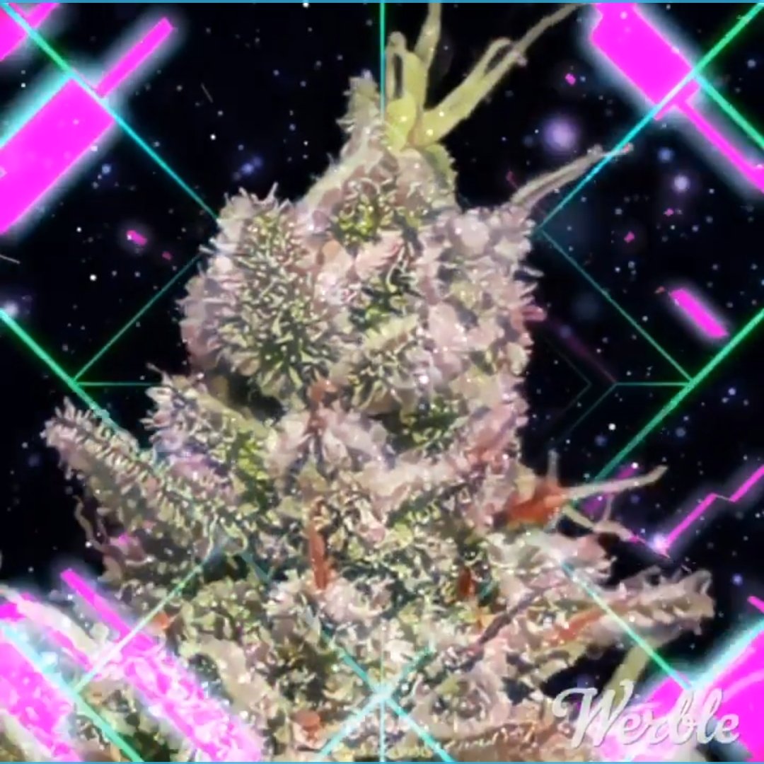 4WAttire's tweet photo. Merry Christmas 🎄 from the whole 4W family. Keep Pushin, Keep 4 dubbin, and stay lifted.
#keeppushin #keepkushin #smokinloud #philanthropistsociety #staylifted #4dubbin #4Dubbineverywhere #4theWest #4theWorld #4thewear #4thewin https://t.co/La9thMnRTo
