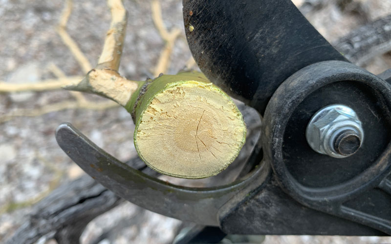 GardenJunkie1's tweet image. The Corona 1¼-inch Long Reach Pruner (TP 3206) is a 62-inch bypass stick pruner. It’s well designed for its intended use, makes very clean cuts up to about ¾ inch diameter, and is lightweight enough to b... bit.ly/2tkHZSe @coronatools #gpreview #stickpruner #pruningtools