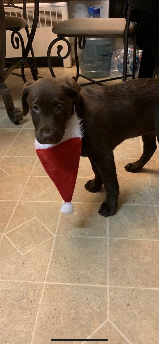 EhEm88's tweet image. Merry Christmas to all! #chocolatelab  #puppiesfirstchristmas #Christmas2020