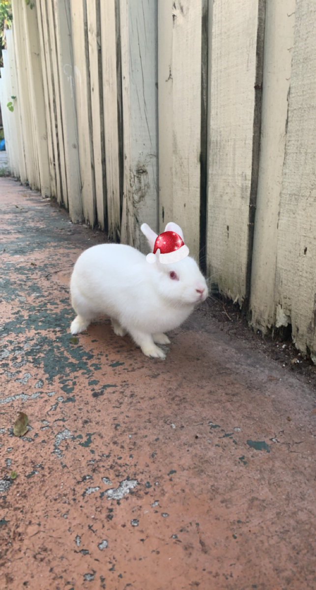 EveryBunnyBlog's tweet image. merry christmas every bunny! 🎄🐇#bunnies #rabbits #cute #Christmas #Christmas2020 #HappyHolidays #bemorebun