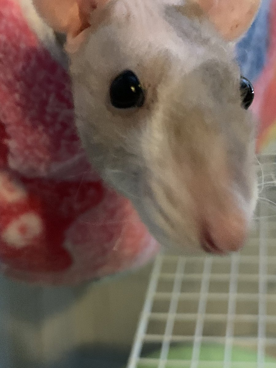 Merry Christmas eberyone! -Peach