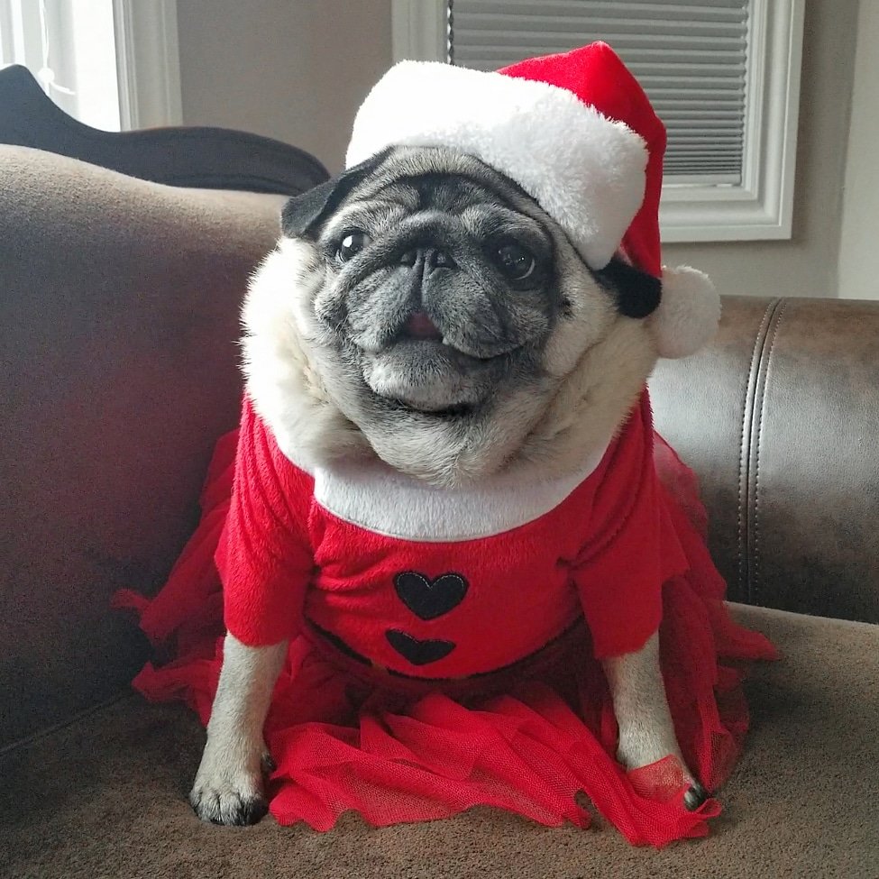 MERRY CHRISTMAS!🎅❤
instagram.com/lil_pickles_da…