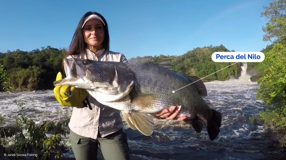 🐟La isla fue poblada en la década de 1990. A partir de allí se produjo el  gran auge pesquero gracias a la perca del Nilo. Se trata de un pez que fue, image size:1200x673