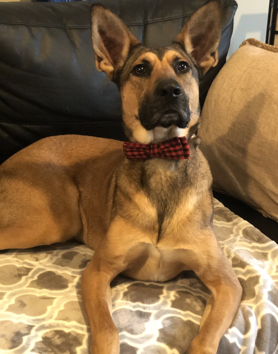CasualTrails's tweet photo. Merry Christmas from Riker and the fam!
#maligator🐊 #firstchristmaswiththefam #shepmix #malinoismix https://t.co/BbjO7ZIH5y