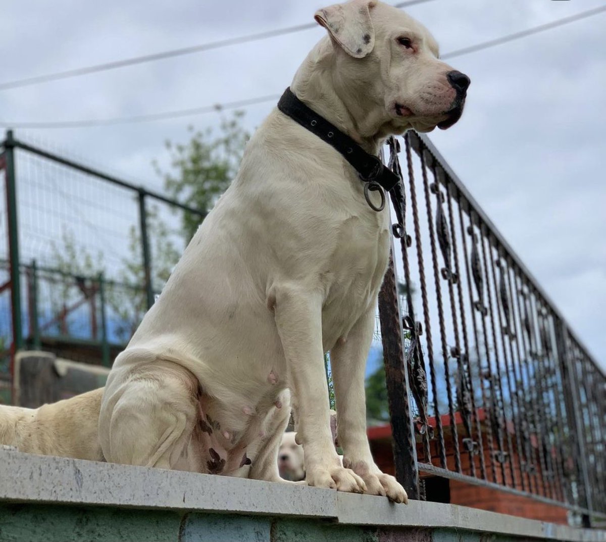 Bugün barınakta köpeklerimizi ziyaret ettik köpeklerimizin fotoğrafını çekmek devlet sırrımıdır belediye sırrımıdır hangi kanunla bunu yasaklıyosunuz   <a href="/TrabzonBelTr/">Trabzon Büyükşehir Belediyesi</a>