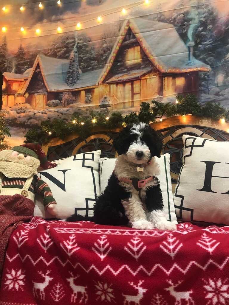 NHAH_AR's tweet photo. Willow 🎄❤️🤍💚

#northhillsanimalhospitalar #northhillsanimalhospital #sherwoodar #dogsofinstagram #instapuppy #dogoftheday #pethealth #doglover #doglife #adorable #veterinaryclinic #dogsofsherwood #dogsofnlr #vetsofAR #barkansas #dogsofarkansas #arkansasdogs #dogtor #nhah_ar https://t.co/3zIztPmE2b