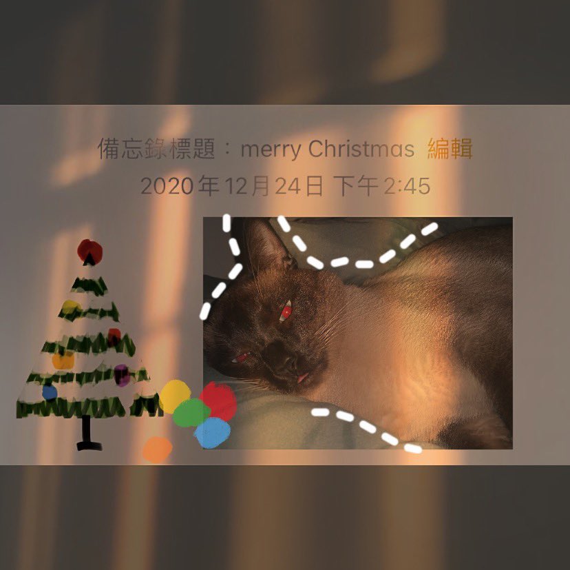 mywillthywill's tweet image. 因为有猫猫存在 所以对世界还不算完全失望