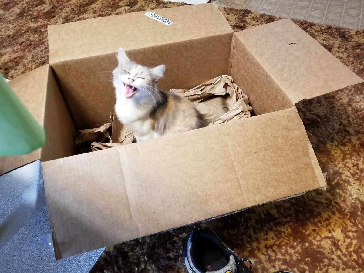 Antiochcats's tweet photo. Did you know #indooronly #IndoorCats are promoted by all responsible and ethical pedigreed cat breede-exhibitors? It's all about enrichment of the cat's environment.
A good breeder requires #IndoorHomes https://t.co/AqTRwSiS5b
