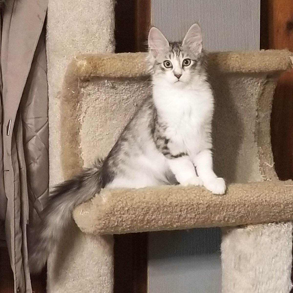Antiochcats's tweet photo. Did you know #indooronly #IndoorCats are promoted by all responsible and ethical pedigreed cat breede-exhibitors? It's all about enrichment of the cat's environment.
A good breeder requires #IndoorHomes https://t.co/AqTRwSiS5b