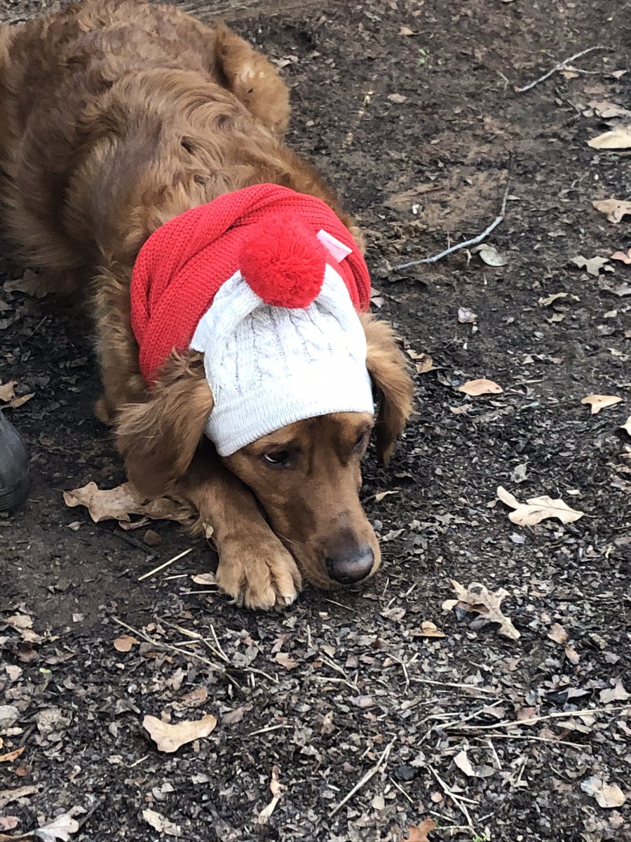 MyStutterStory's tweet photo. No video this week! I know, I’m sure you’re just as sad as Jordy. Have a great weekend with family and stay safe! Merry Christmas 🎄 https://t.co/KRgh4lWjYD