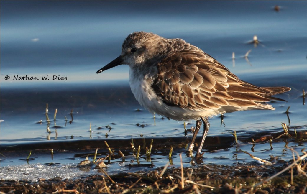 The date is Dec 19. The place is the McClellansville CBC in coastal South Carolina. Birder Nate Dias discovers an unusual shorebird while counting his area that he identifies as a Little Stint! This is a South Carolina 1st record and big deal! But wait... (2/8)