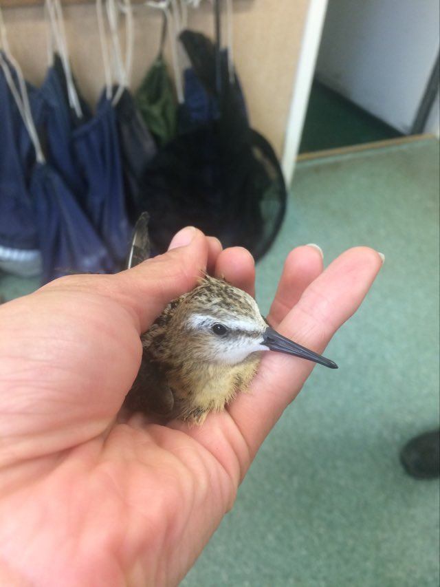 Here's the story from his end. On Sep 19 a ringer working at night pulls two Little Stints from the nets, takes them to the bird observatory where they are fitted with tiny metal bands and released. Ornithologist Lisa Vergin takes a shot of a bird in hand being processed. (6/8)