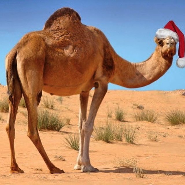 TheMotoMethod's tweet photo. #MerryChristmas2020 🎄🧑‍🎄 https://t.co/hWVCRAFguX