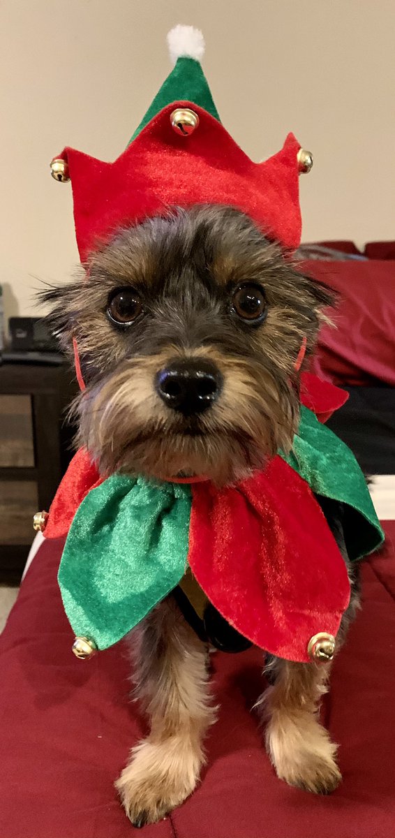Merry Christmas to all who celebrate from me and my favorite Elf Jameson #MerryChristmas2020